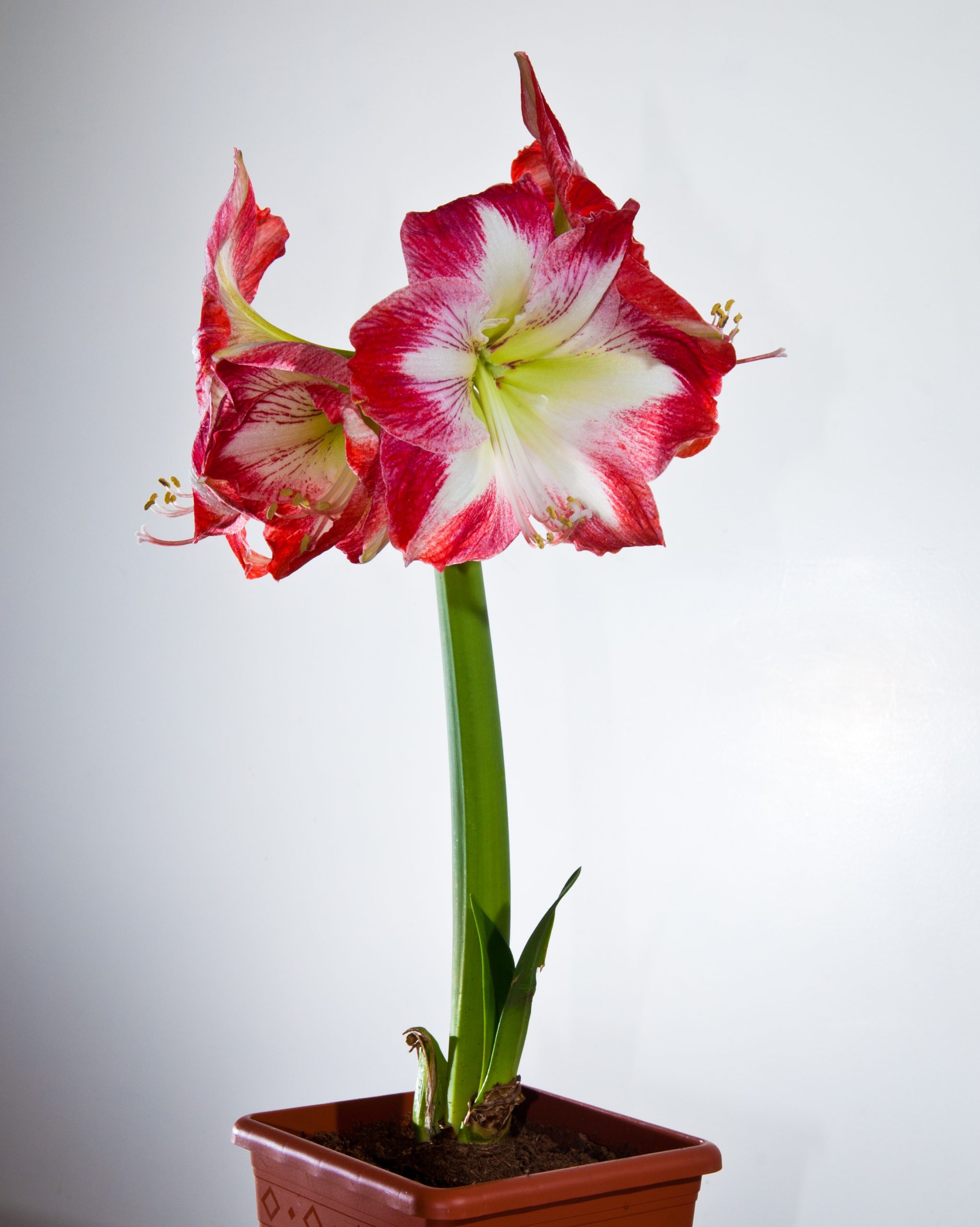 Amaryllis Minerva