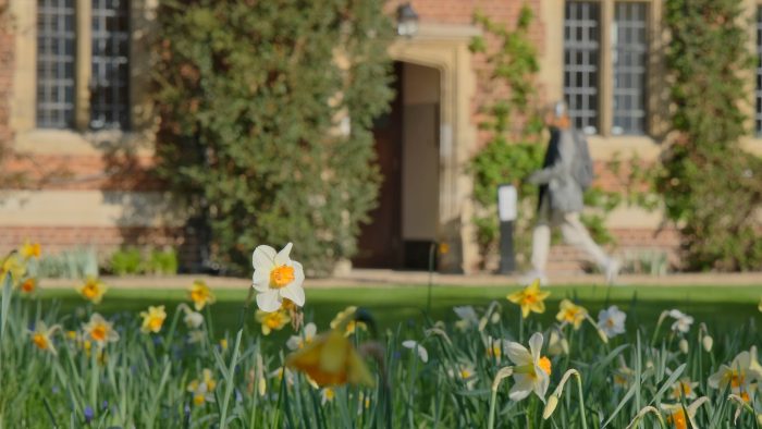 Daffodils in the foreground in Latham Lawn, Trinity Hall. Buildings are blurred in the background.