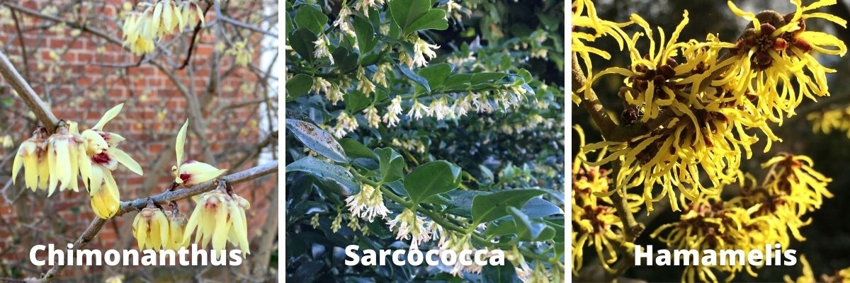 L-r Chimonanthus, Sarcococca and Hamamelis