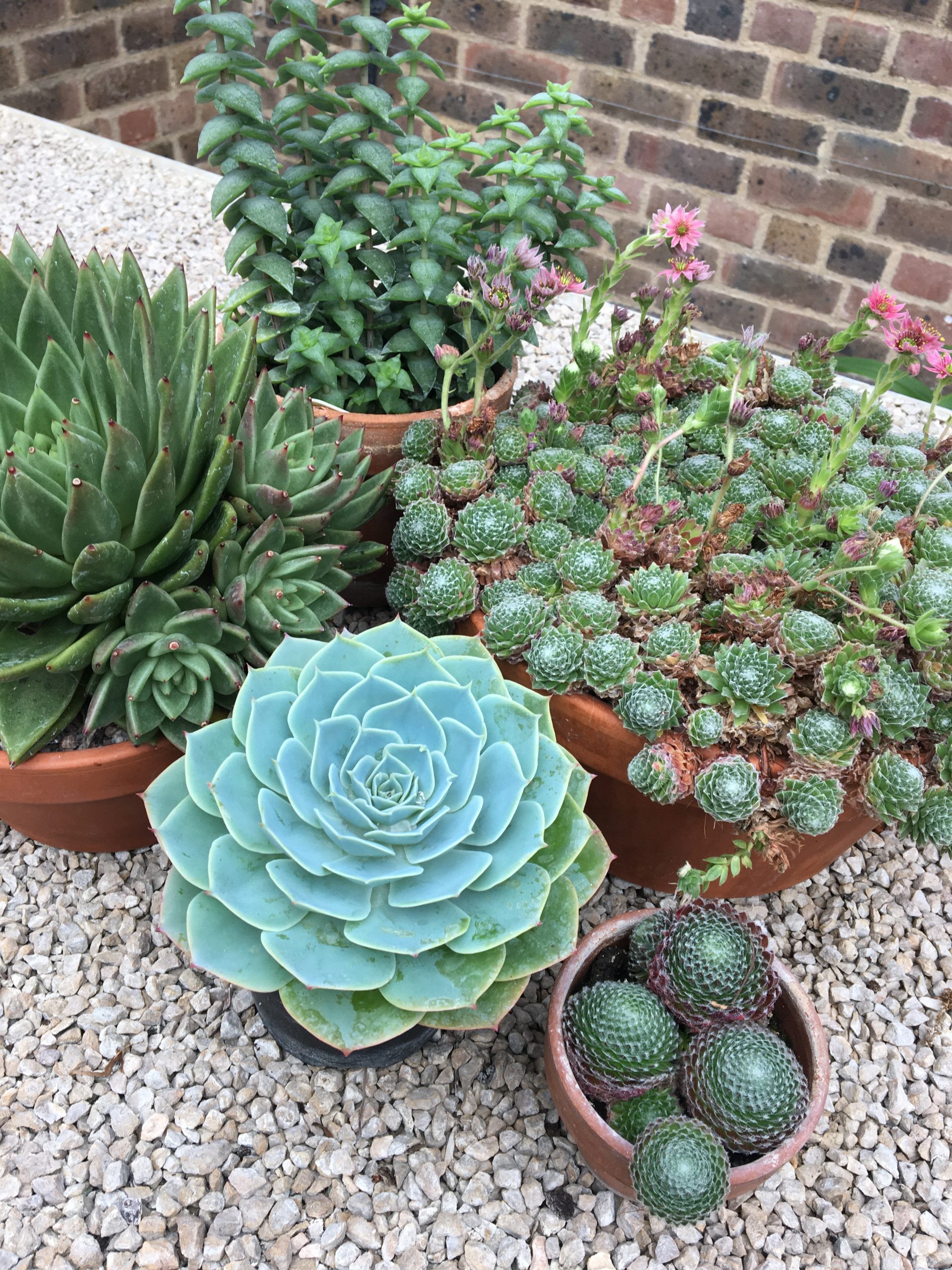 Succulents