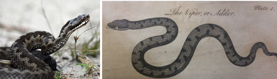A photograph of an adder beside an engraved drawing of one