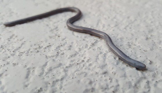 A blindsnake