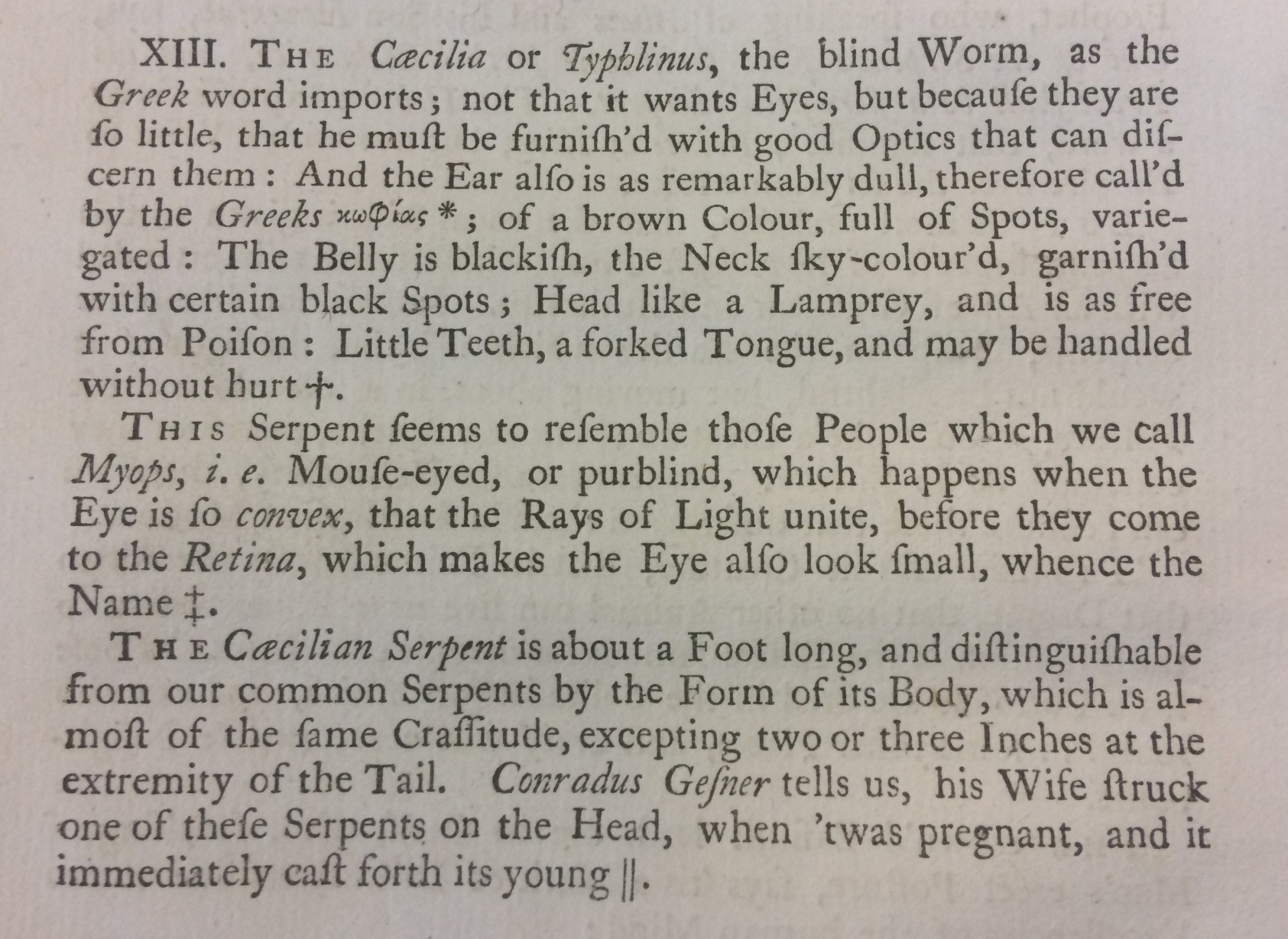 The caecilia or Typhlinus, the blind worm, as the Greek word imports; not that it want eyes, but because they are so little...