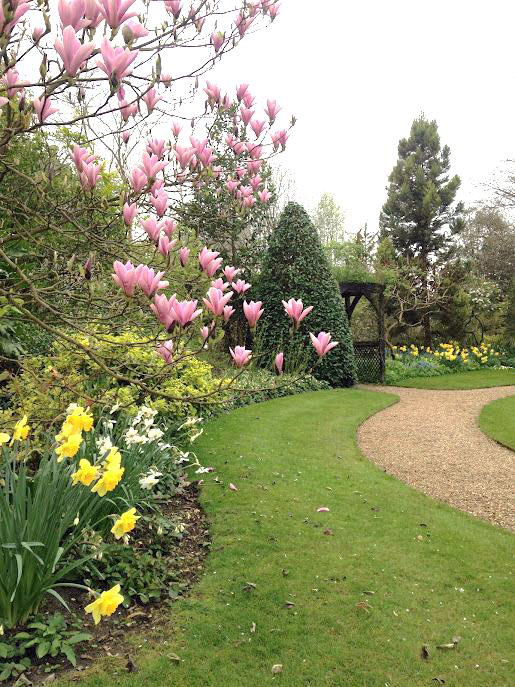 Magnolia x soulangeana 'Heaven Scent' at Wychfield