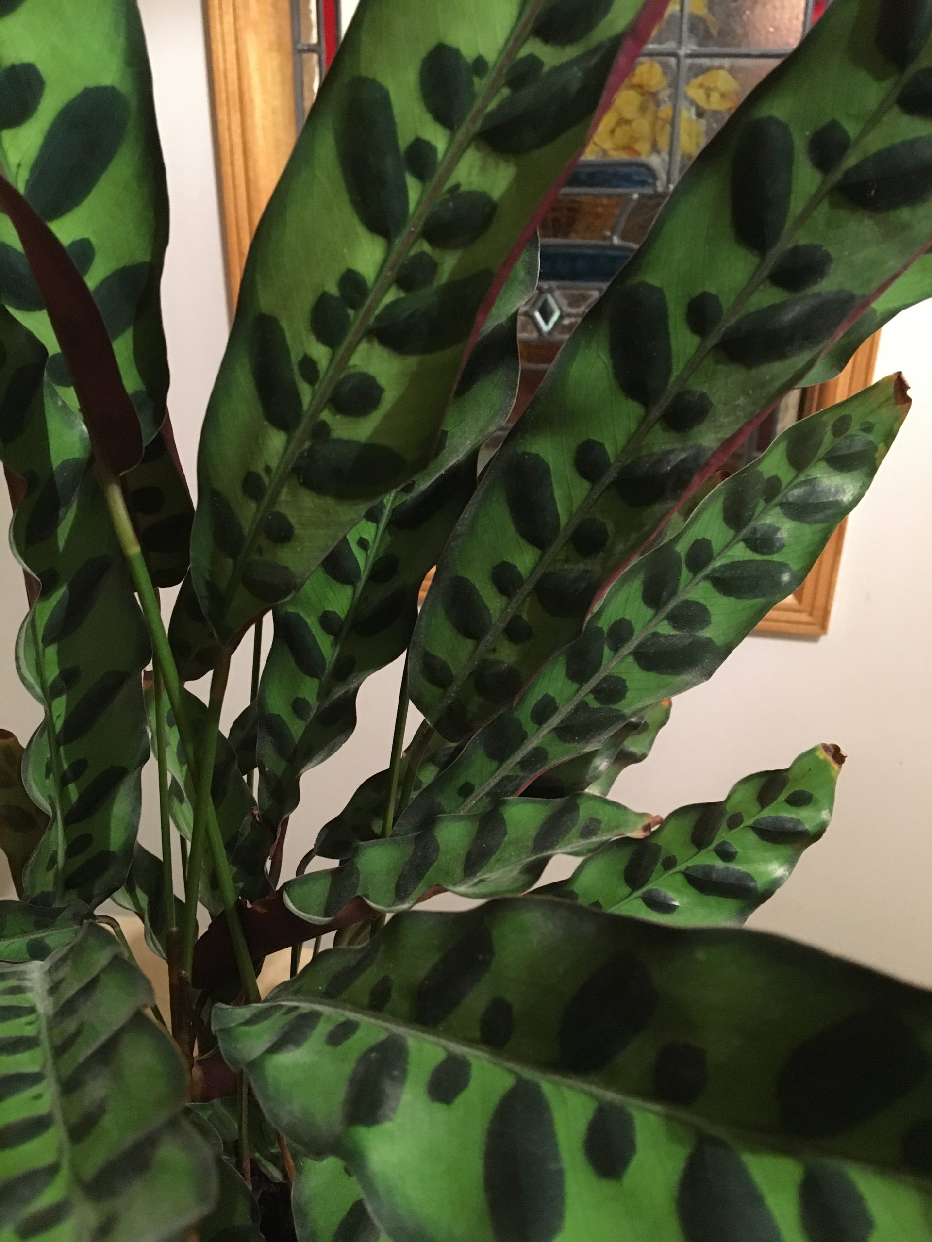 Prayer plant