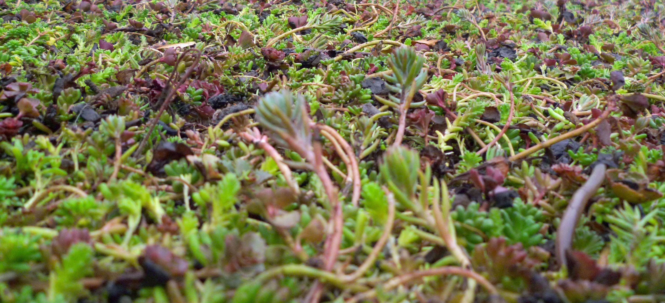 Sedum WYNG green roof