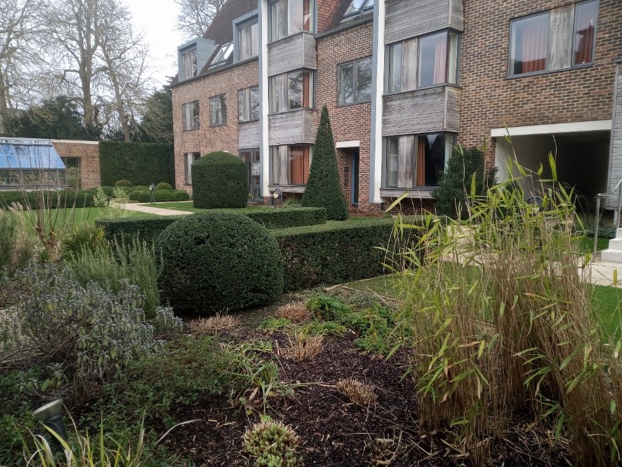 Yew topiaries in a landscaped garden with buildings in the background at Wychfield