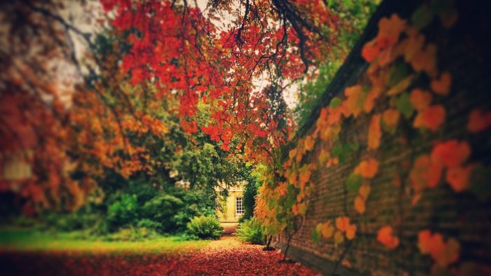 Red leaves on Latham Lawn