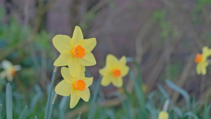 Daffodils with gardens in the background