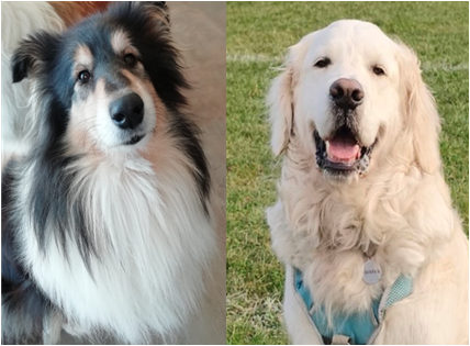 Collage of dogs, May and Fairfax.