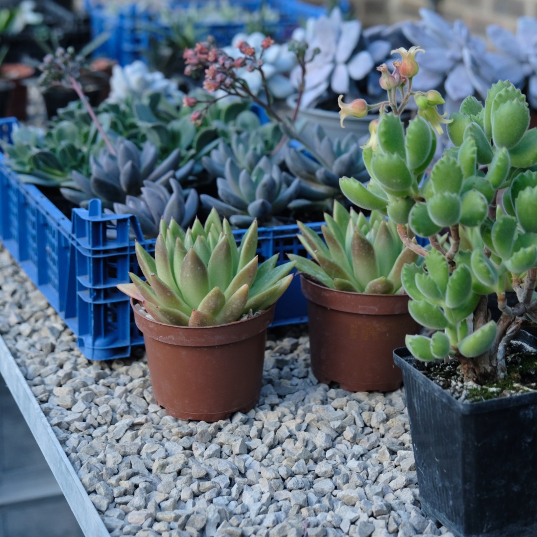 Houseplants inside the greenhouse at Wychfield.
