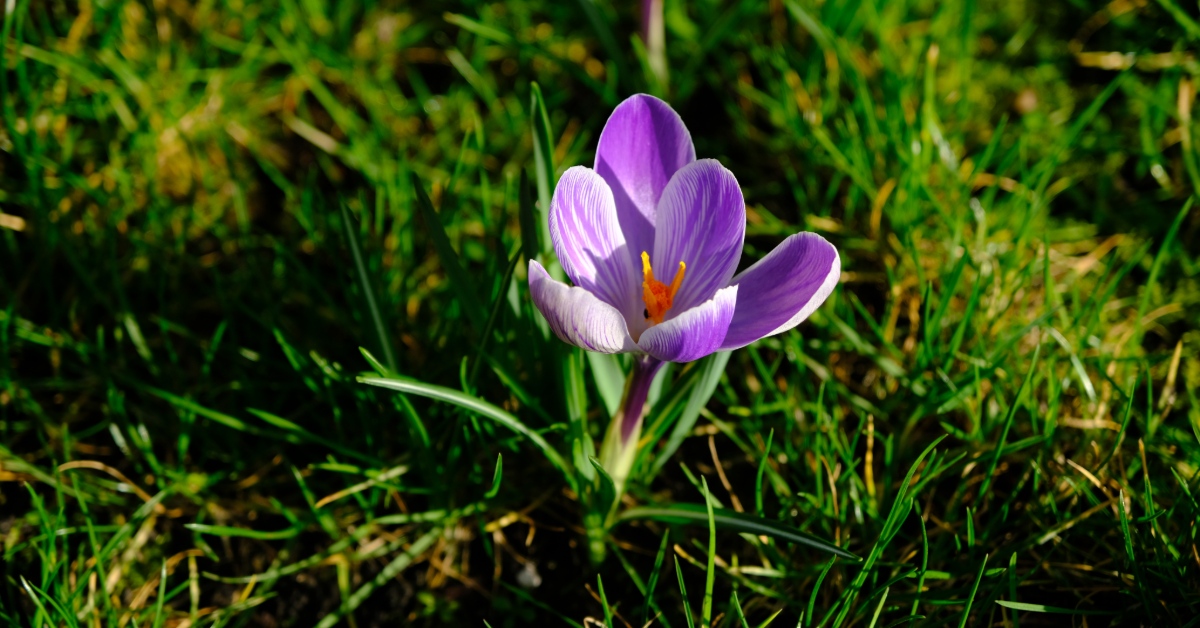 Crocus on Latham Lawn.