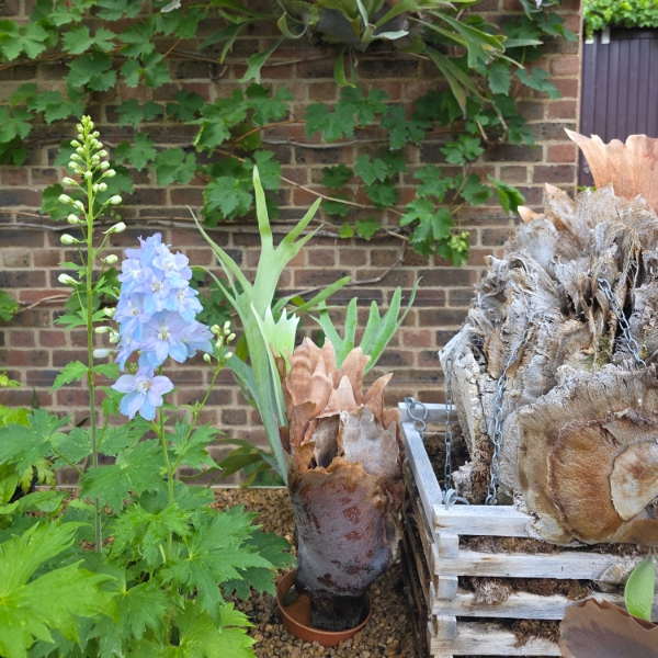 Blue flowers and large potted plants displayed against a brick wall, with a cut tree fern trunk in a wooden crate beside them.