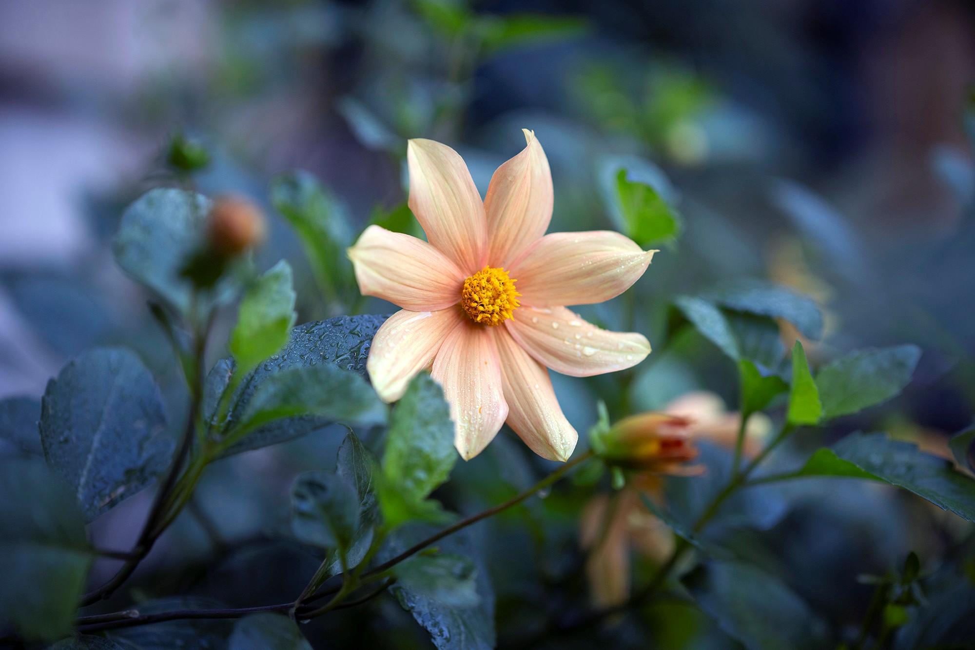 A pale peach dahlia stands out against dark green foliage.