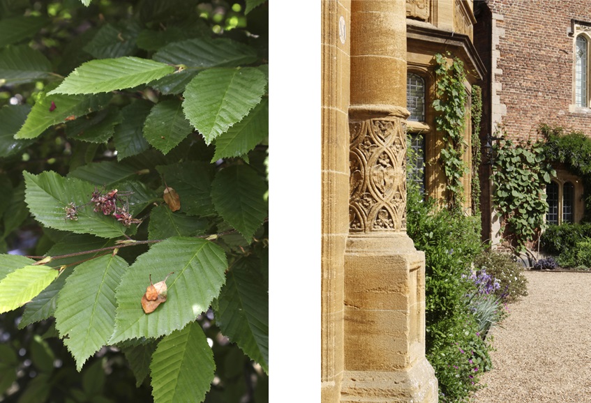 Diptych. Left: close-up of green leaves with a small caterpillar resting on a branch. Right: a carved stone column and ivy-covered college building overlooking a gravel courtyard garden.